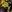  - DESERT SPRIGS BLACK