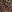  - SPOTTED LEOPARD DARK TAN