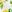  - YELLOW FLORAL