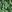  - JUNGLE PALM BLACK