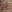  - SPOTTED LEOPARD DARK TAN