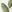  - JUNGLE PALM OFF WHITE