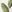  - JUNGLE PALM OFF WHITE
