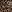  - SPOTTED LEOPARD