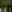  - DARK FERN