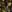  - DESERT SPRIGS BLACK