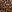  - SPOTTED LEOPARD